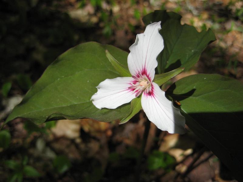 SqLedge (1).JPG - The trillium and other wildflowers were in full bloom.